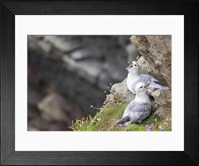 Framed Print : Northern fulmar (Fulmarus glacialis), breeding pair sitting in a rock niche, Orkney Islands, Scotland, Great Britain Framed Print : Northern fulmar (Fulmarus glacialis), breeding pair sitting in a rock niche, Orkney Islands, Scotland, Great Britain
