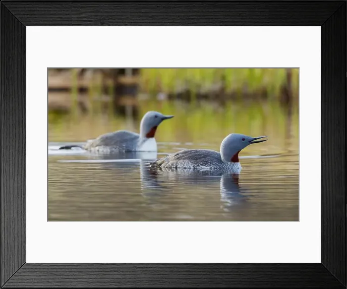 Framed Print : Red-throated loon pair at home in a tundra pond of the arctic habitat of Alaska Framed Print : Red-throated loon pair at home in a tundra pond of the arctic habitat of Alaska