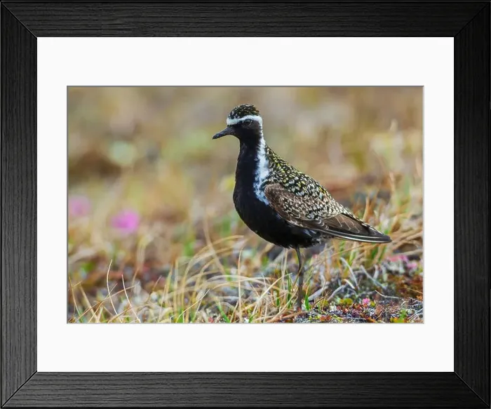 Framed Print : Pacific golden plover pause for a moment on the arctic tundra habitat of its summer home in Alaska Framed Print : Pacific golden plover pause for a moment on the arctic tundra habitat of its summer home in Alaska