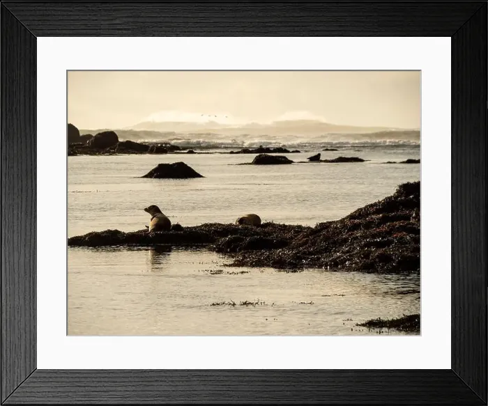Framed Print : Seals resting on seaweed-covered rocks in coastal Iceland Framed Print : Seals resting on seaweed-covered rocks in coastal Iceland