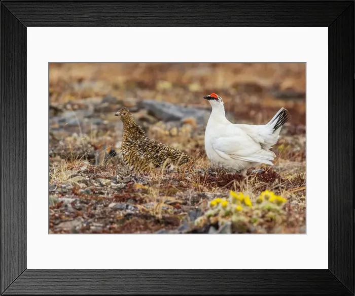 Framed Print : Rock ptarmigan pair, male courting hen on the arctic tundra Framed Print : Rock ptarmigan pair, male courting hen on the arctic tundra