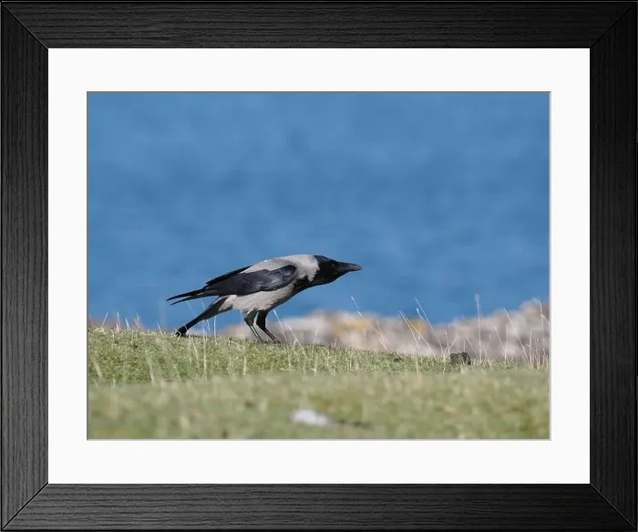 Framed Print : Hooded crow live along shores in Scotland where they forage for food Framed Print : Hooded crow live along shores in Scotland where they forage for food
