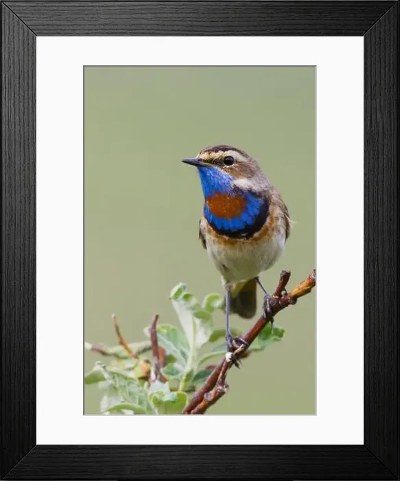 Framed Print : Bluethroat male on his summer territory in the arctic tundra of the Seward Peninsula. Alaska Framed Print : Bluethroat male on his summer territory in the arctic tundra of the Seward Peninsula. Alaska