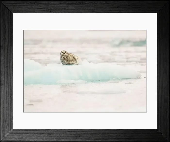 Framed Print : Harp Seal Resting on Iceberg Against Arctic Water Background Framed Print : Harp Seal Resting on Iceberg Against Arctic Water Background