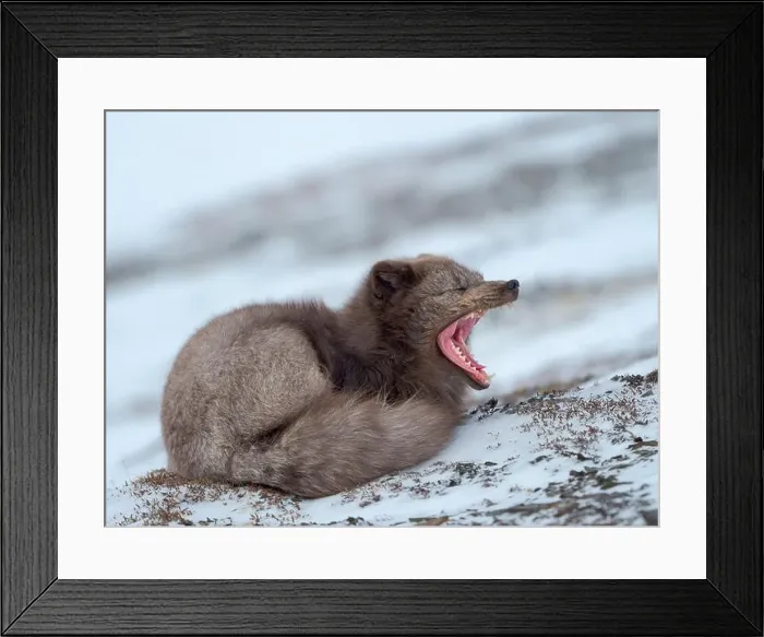 Framed Print : Arctic fox, blue morph, in snow during winter close to Pyramiden in Dickson-Land. Norway, Svalbard Framed Print : Arctic fox, blue morph, in snow during winter close to Pyramiden in Dickson-Land. Norway, Svalbard