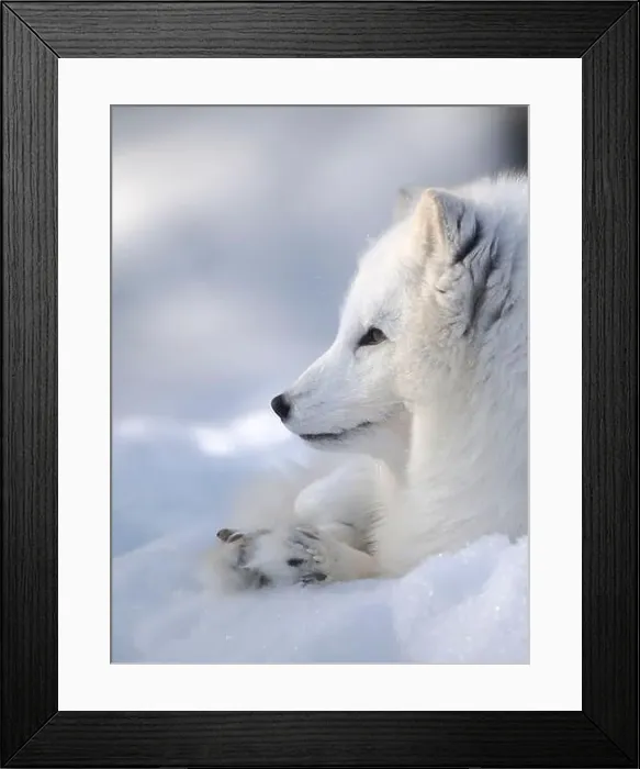Framed Print : Finland, Ranua Wildlife Park. Dhole, Arctic fox in white winter coat