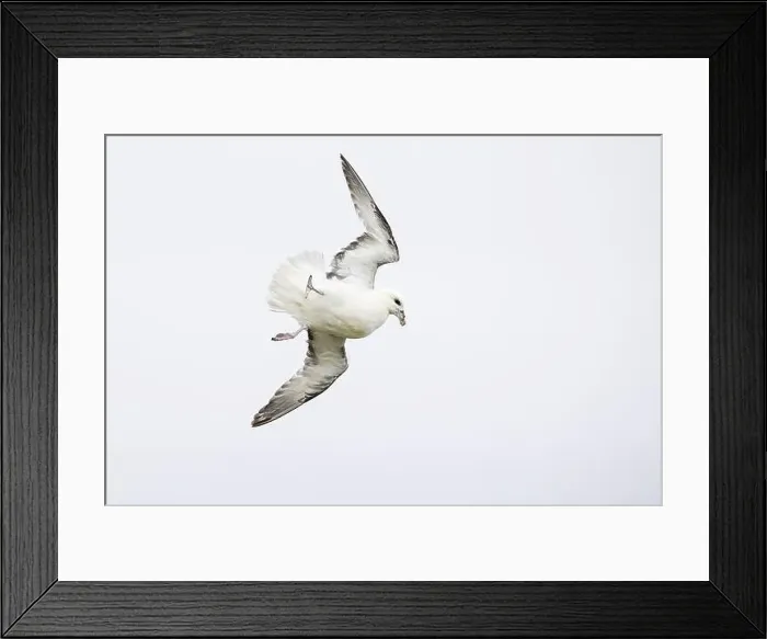 Framed Print : Northern fulmar (Fulmarus glacialis) in acrobatic flight, Orkney Islands, Scotland, Great Britain Framed Print : Northern fulmar (Fulmarus glacialis) in acrobatic flight, Orkney Islands, Scotland, Great Britain