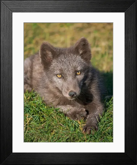 Framed Print : Young Arctic fox, blue morph Framed Print : Young Arctic fox, blue morph