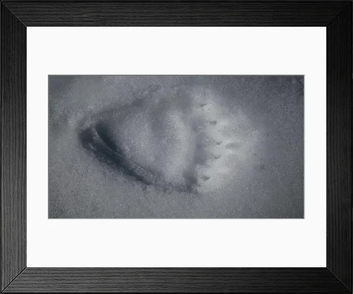 Framed Print : Grizzly bear paw print marking its territory in the pristine snow Framed Print : Grizzly bear paw print marking its territory in the pristine snow