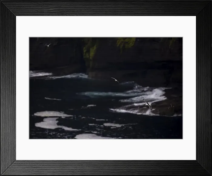 Framed Print : Great black-backed gull (Larus marinus) and fulmar (Fulmarus glacialis) flying off a moss-covered rocky coast Framed Print : Great black-backed gull (Larus marinus) and fulmar (Fulmarus glacialis) flying off a moss-covered rocky coast