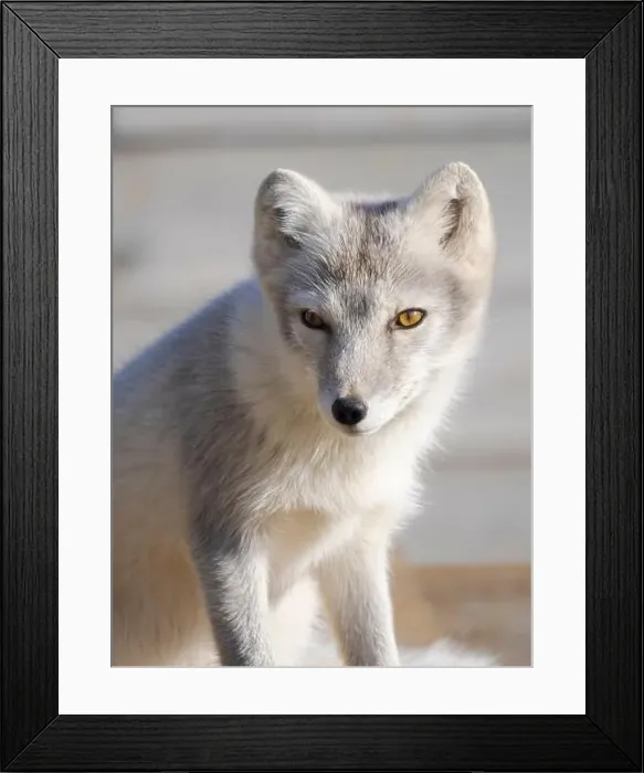 Framed Print : Young white Arctic fox in an enclosure for orphaned arctic foxes of the Melrakkasetur (Arctic Fox Research Center)