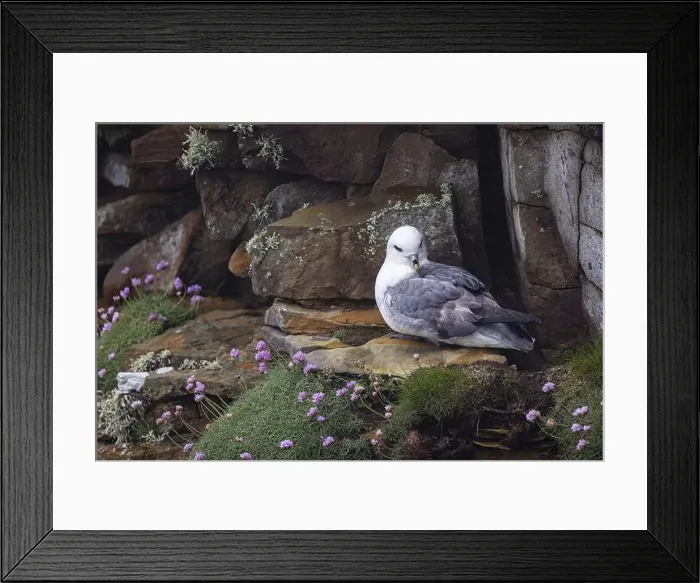Framed Print : Northern fulmar (Fulmarus glacialis) sitting in a rocky niche in front of a flower-covered grass cushion Framed Print : Northern fulmar (Fulmarus glacialis) sitting in a rocky niche in front of a flower-covered grass cushion