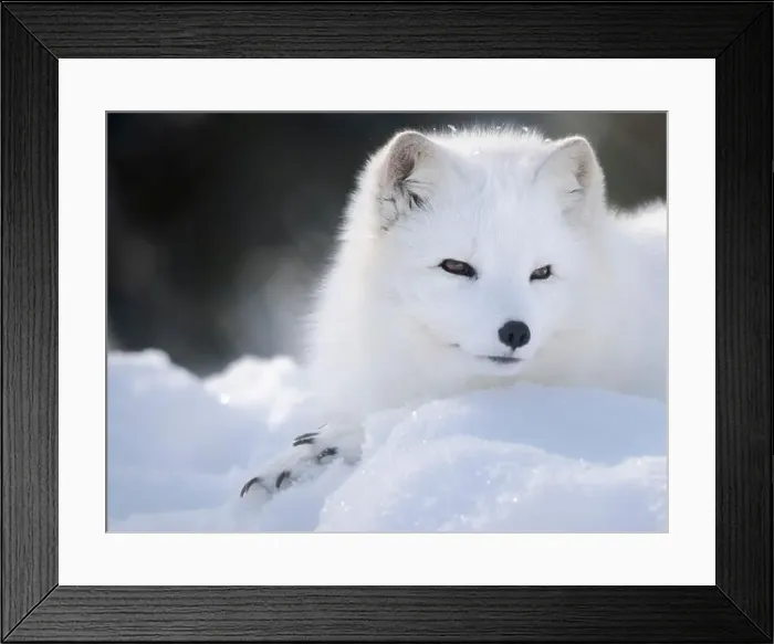 Framed Print : Finland, Ranua Wildlife Park. Dhole, Arctic fox in white winter coat Framed Print : Finland, Ranua Wildlife Park. Dhole, Arctic fox in white winter coat