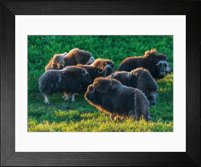 Framed Print : Musk ox herd, early morning light on the arctic tundra, Seward Peninsula, Alaska Framed Print : Musk ox herd, early morning light on the arctic tundra, Seward Peninsula, Alaska