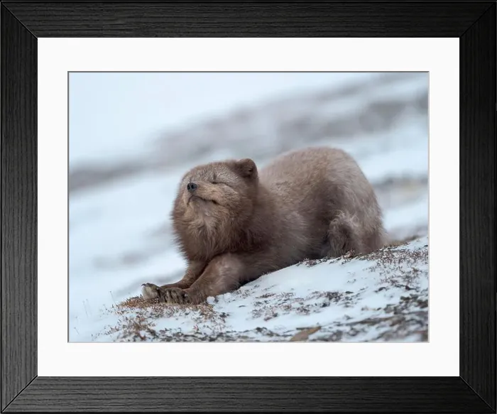 Framed Print : Arctic fox, blue morph, in snow during winter close to Pyramiden in Dickson-Land. Norway, Svalbard Framed Print : Arctic fox, blue morph, in snow during winter close to Pyramiden in Dickson-Land. Norway, Svalbard