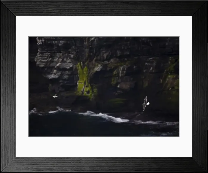 Framed Print : Great black-backed gull (Larus marinus) and fulmar (Fulmarus glacialis) flying off a moss-covered rocky coast Framed Print : Great black-backed gull (Larus marinus) and fulmar (Fulmarus glacialis) flying off a moss-covered rocky coast