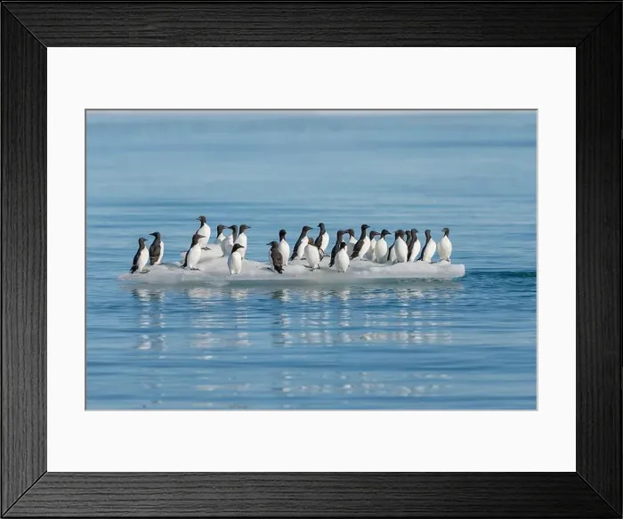 Framed Print : Norway, Svalbard. Thick-billed murre birds on ice floe. ©Don Grall / Jaynes Gallery / DanitaDelimont.com Framed Print : Norway, Svalbard. Thick-billed murre birds on ice floe. ©Don Grall / Jaynes Gallery / DanitaDelimont.com