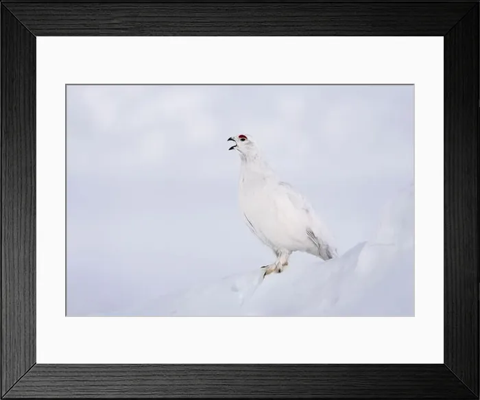 Framed Print : Willow Ptarmigan vocalizing in Arctic Valley in Southcentral Alaska Framed Print : Willow Ptarmigan vocalizing in Arctic Valley in Southcentral Alaska