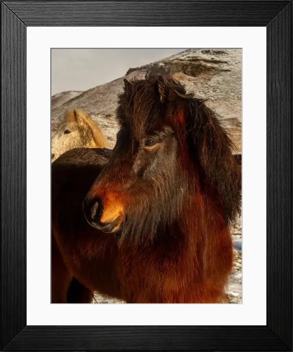 Framed Print : Close-up of a majestic Icelandic horse with a rich Framed Print : Close-up of a majestic Icelandic horse with a rich