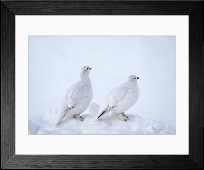 Framed Print : Willow Ptarmigans in Arctic Valley in Southcentral Alaska Framed Print : Willow Ptarmigans in Arctic Valley in Southcentral Alaska