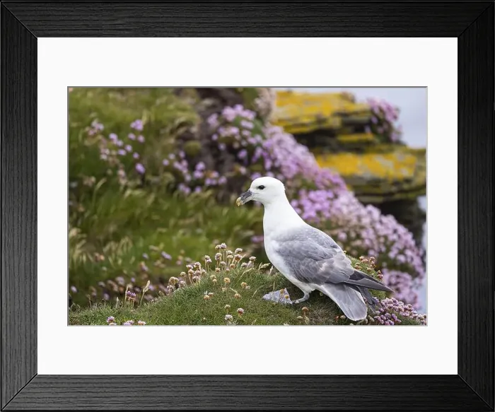 Framed Print : Northern fulmar (Fulmarus glacialis) sitting in front of a flower-covered grass cushion and lichen-covered rock Framed Print : Northern fulmar (Fulmarus glacialis) sitting in front of a flower-covered grass cushion and lichen-covered rock
