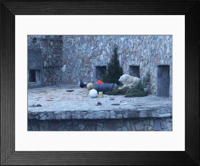 Framed Print : White polar bear in the zoo enclosure. Winter predators