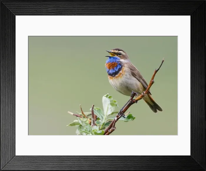 Framed Print : Bluethroat male singing on his summer territory in the arctic tundra of the Seward Peninsula. Alaska Framed Print : Bluethroat male singing on his summer territory in the arctic tundra of the Seward Peninsula. Alaska