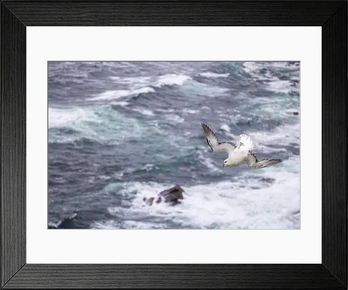 Framed Print : Northern fulmar (Fulmarus glacialis) in acrobatic flight over moving sea, Orkney Islands, Scotland, Great Britain Framed Print : Northern fulmar (Fulmarus glacialis) in acrobatic flight over moving sea, Orkney Islands, Scotland, Great Britain