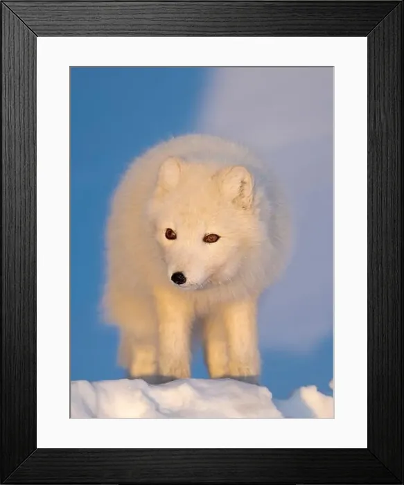 Framed Print : Arctic fox in snow during winter at Gronfjorden in Nordenskiold Land, Norway, Svalbard Framed Print : Arctic fox in snow during winter at Gronfjorden in Nordenskiold Land, Norway, Svalbard