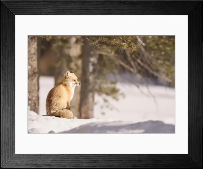 Framed Print : Red Fox in a Snowy Forest during Winter Sunlight Framed Print : Red Fox in a Snowy Forest during Winter Sunlight
