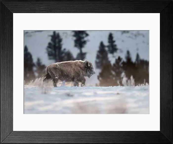 Framed Print : Side View of a Bison in a Snowy Winter Landscape Framed Print : Side View of a Bison in a Snowy Winter Landscape