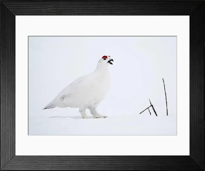 Framed Print : Willow Ptarmigan vocalizing in Arctic Valley in Southcentral Alaska Framed Print : Willow Ptarmigan vocalizing in Arctic Valley in Southcentral Alaska
