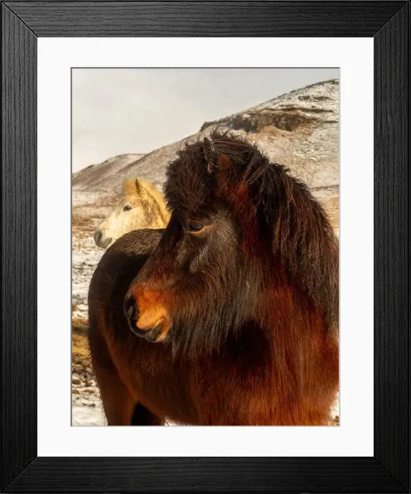 Framed Print : Two Icelandic horses standing on a snowy landscape Framed Print : Two Icelandic horses standing on a snowy landscape