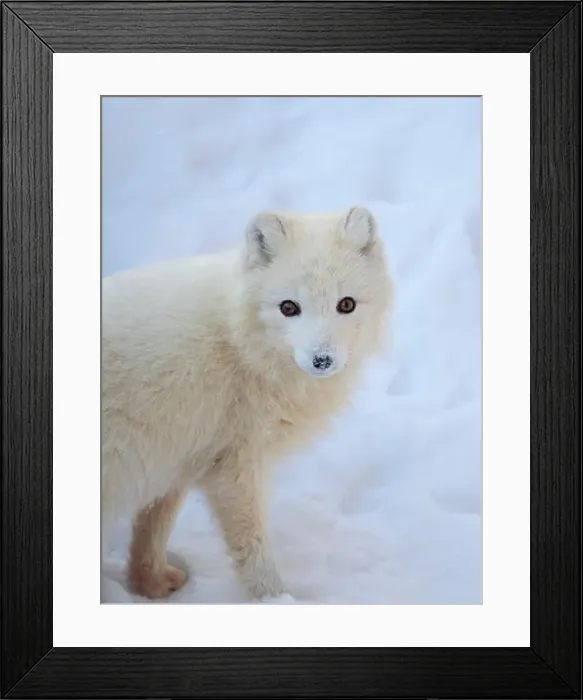 Framed Print : Arctic fox in snow during winter at Gronfjorden in Nordenskiold Land, Norway, Svalbard Framed Print : Arctic fox in snow during winter at Gronfjorden in Nordenskiold Land, Norway, Svalbard