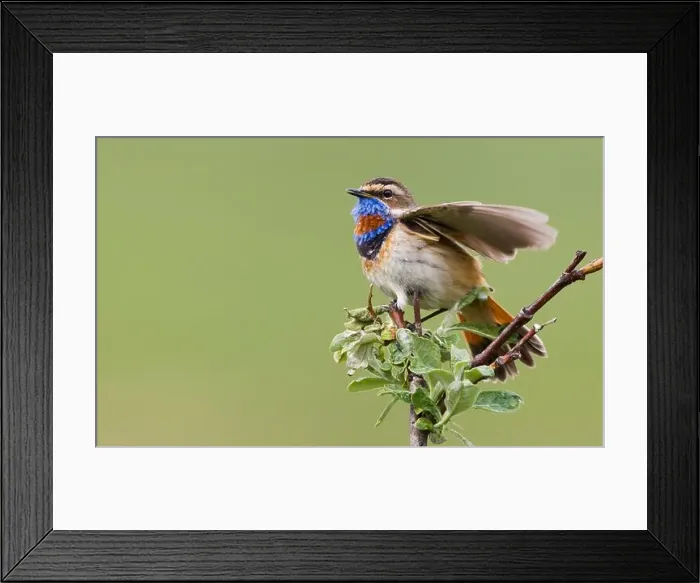 Framed Print : Bluethroat male alighting and singing on his summer territory in the arctic tundra of the Seward Peninsula. Alaska Framed Print : Bluethroat male alighting and singing on his summer territory in the arctic tundra of the Seward Peninsula. Alaska