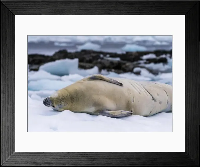Framed Print : Close-up of a crabeater seal -Lobodon carcinophaga- resting on a small iceberg near the fish islands on the Antarctic