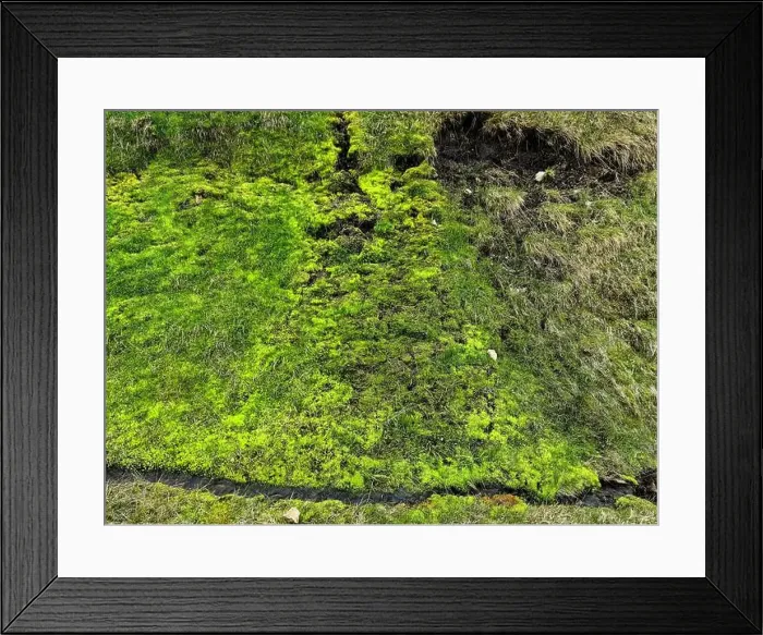Framed Print : Close up of a vibrant green moss patch growing on a surface in Iceland, showcasing the unique flora of the region Framed Print : Close up of a vibrant green moss patch growing on a surface in Iceland, showcasing the unique flora of the region