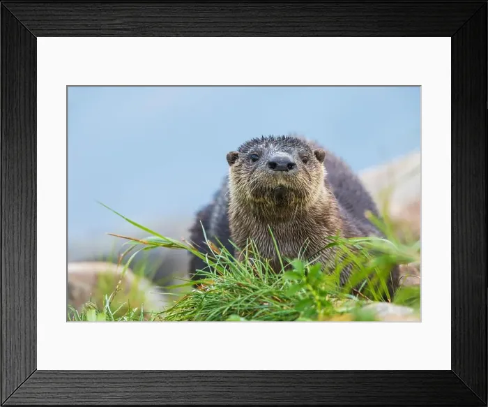 Framed Print : River otter pauses for glance about while foraging along the Churchill River in Northern Manitoba Framed Print : River otter pauses for glance about while foraging along the Churchill River in Northern Manitoba