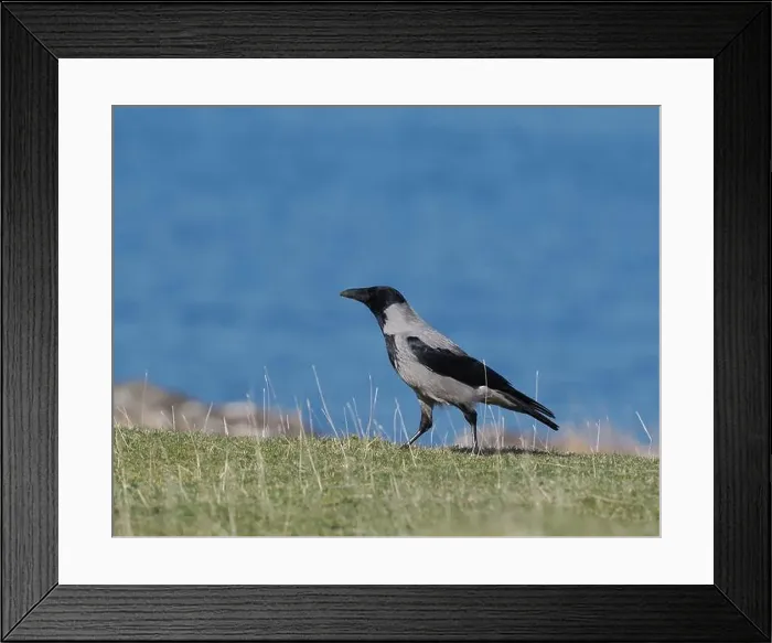 Framed Print : Hooded crow live along shores in Scotland where they forage for food Framed Print : Hooded crow live along shores in Scotland where they forage for food