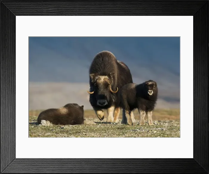 Framed Print : Protective musk ox parent, arctic tundra habitat around the Seward Peninsula, Alaska Framed Print : Protective musk ox parent, arctic tundra habitat around the Seward Peninsula, Alaska