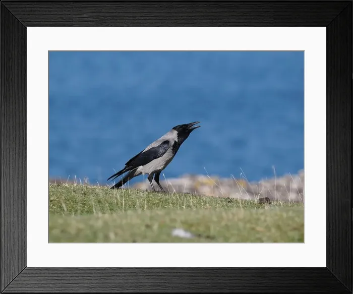 Framed Print : Hooded crow live along shores in Scotland where they forage for food Framed Print : Hooded crow live along shores in Scotland where they forage for food