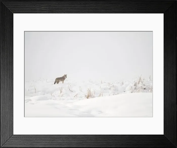 Framed Print : Coyote Standing in a Snow-Covered Field during Winter Framed Print : Coyote Standing in a Snow-Covered Field during Winter
