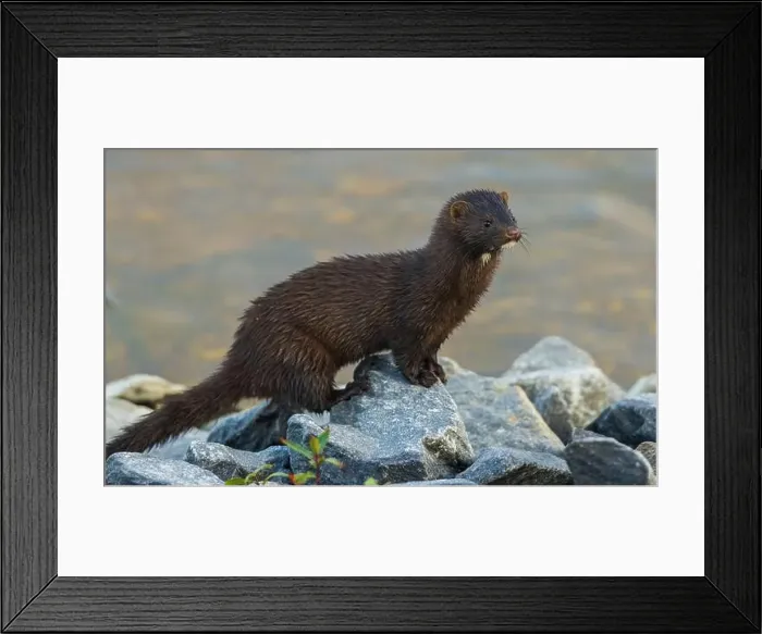Framed Print : American mink pauses for a moment while foraging along a river bank in the arctic country Framed Print : American mink pauses for a moment while foraging along a river bank in the arctic country