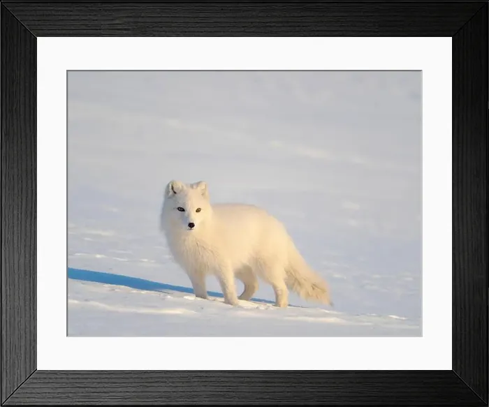 Framed Print : Arctic fox in snow during winter at Gronfjorden in Nordenskiold Land, Norway, Svalbard Framed Print : Arctic fox in snow during winter at Gronfjorden in Nordenskiold Land, Norway, Svalbard