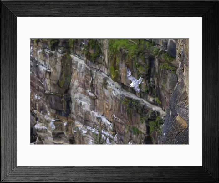 Framed Print : Northern fulmar (Fulmarus glacialis) flying in front of an overgrown rock face, Thurso, Scotland, Great Britain Framed Print : Northern fulmar (Fulmarus glacialis) flying in front of an overgrown rock face, Thurso, Scotland, Great Britain