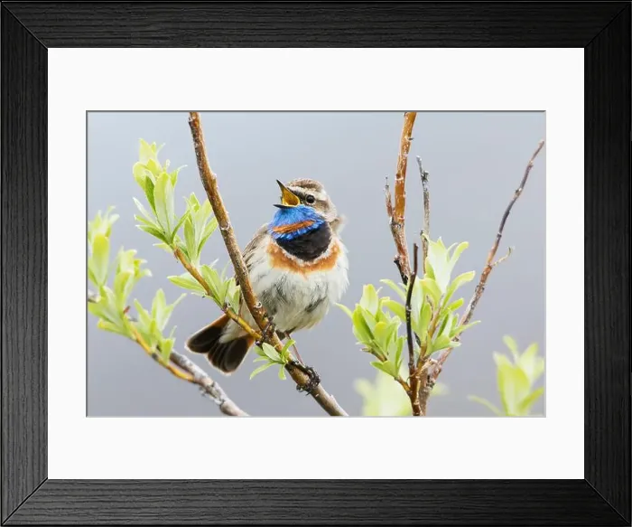 Framed Print : Bluethroat male singing on his summer territory in the arctic tundra of the Seward Peninsula. Alaska Framed Print : Bluethroat male singing on his summer territory in the arctic tundra of the Seward Peninsula. Alaska