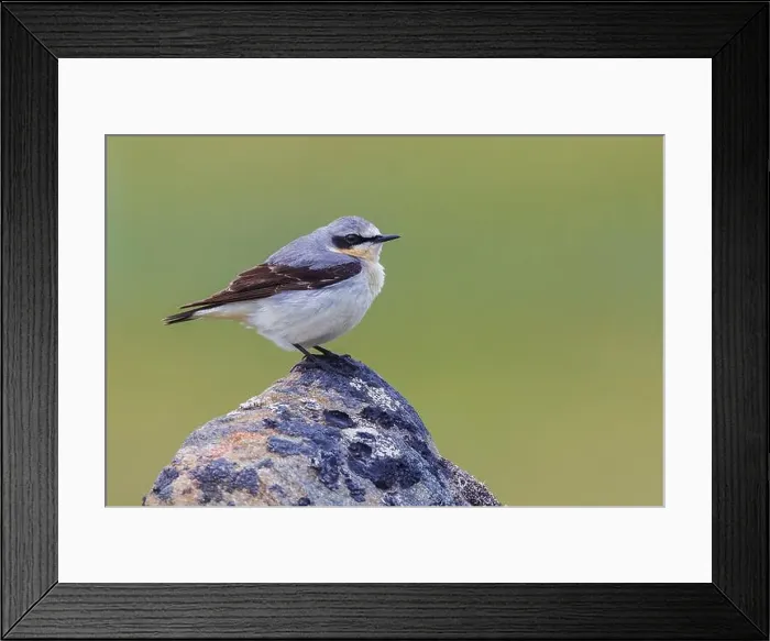 Framed Print : Northern wheatear at home in the arctic tundra habitat of the Seward Peninsula, Alaska Framed Print : Northern wheatear at home in the arctic tundra habitat of the Seward Peninsula, Alaska