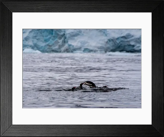 Framed Print : Telephoto of a group of Gentoo Penguins -Pygoscelis papua- jumping and swimming among the Antarctic sea ice