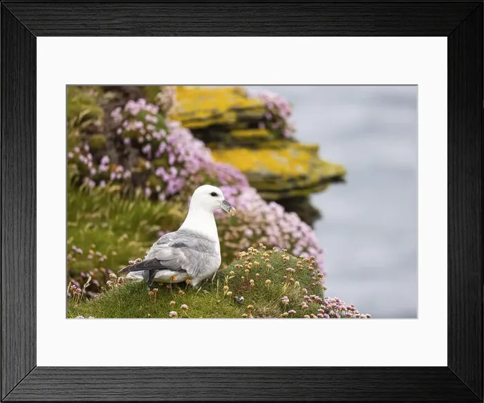Framed Print : Northern fulmar (Fulmarus glacialis) sitting in front of a flower-covered grass cushion and lichen-covered rock Framed Print : Northern fulmar (Fulmarus glacialis) sitting in front of a flower-covered grass cushion and lichen-covered rock