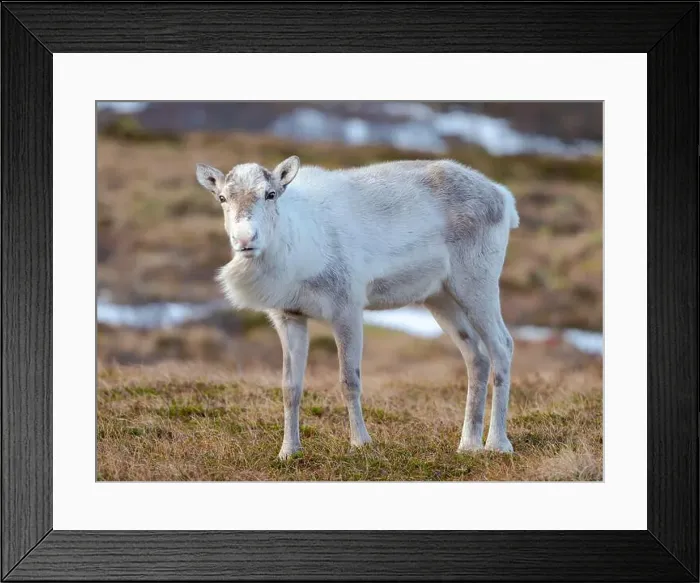 Framed Print : Semi-domesticated reindeer on the island Senja near Mefjordvaer during late winter. Norway